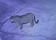 धनौरा गांव में घर में घुसा गुलदार